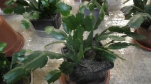 Что делать если вянут декабристы? Определяем причину по внешним признакам