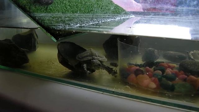 Черепашка кушает кузнечика смотреть онлайн