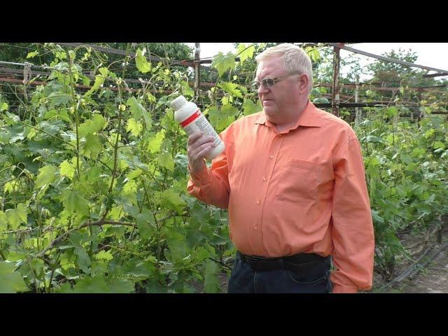 Несколько способов улучшить естественное опыление винограда