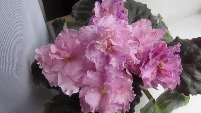 НОВЫЕ СОРТА ФИАЛКИ ПЕРВОЦВЕТЫ!! МОИ ФИАЛКИ В ЦВЕТУ!! смотреть онлайн