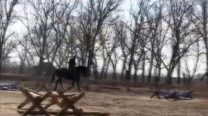 Школа Верховой Езды как правильно поворачивать лошадь