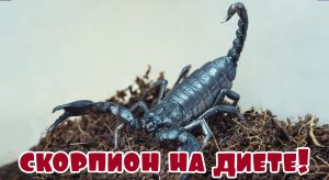 СКОРПИОН НА ДИЕТЕ! ( Heterometrus petersi или Азиатский черный скорпион )