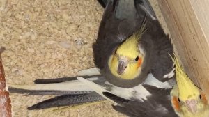 Кладка у корелл. Почему кореллы бросают кладку яиц?