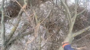 Валим вяз и режем в дрова Cutting an elm tree for firewood
