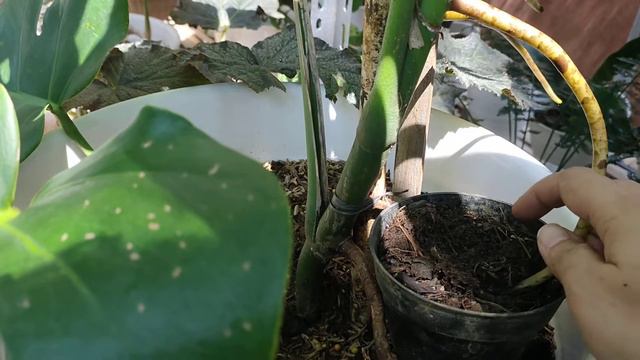 Tanaman Hias : Monstera Propagation смотреть онлайн