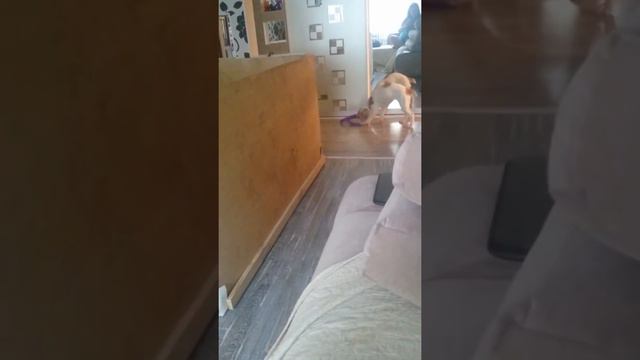 Спарта и пуллер смотреть онлайн
