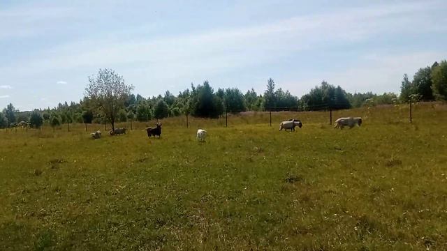 моё хозяйство/звери едят траву в лесу/про зверей смотреть онлайн