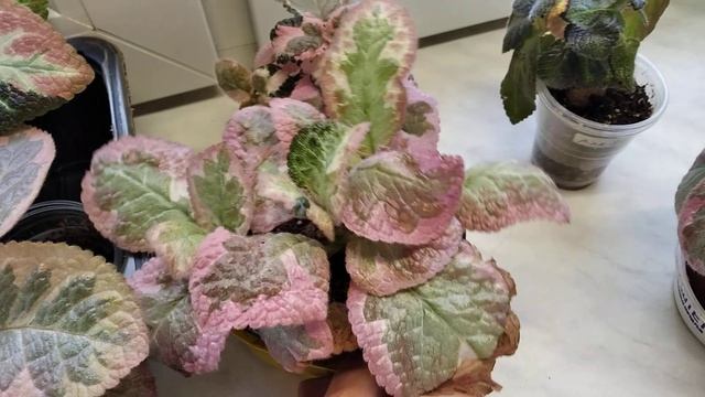 Эписции зимой. 2 часть. смотреть онлайн