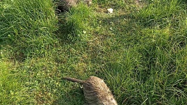 Кому в нашем колхозе жить хорошо? смотреть онлайн