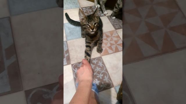 котёнок мейн-кун - маленький тигр смотреть онлайн