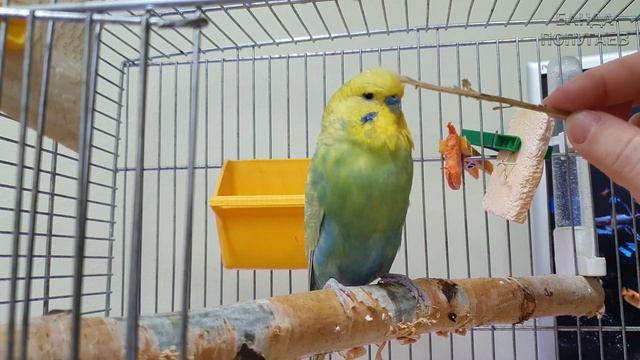 Лайфхак по приучению попугая к почесончикам ?? смотреть онлайн