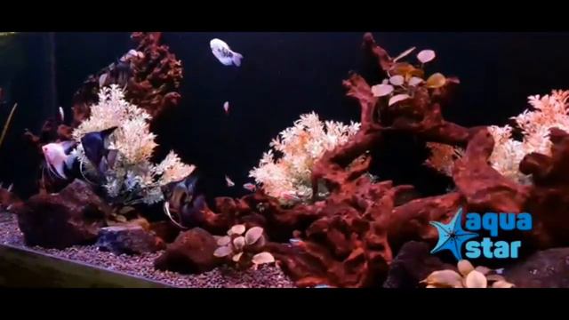 Очередное аквариумное чудо от команды AQUASTAR! смотреть онлайн