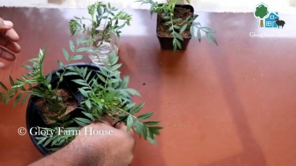 How to Grow Marigold from Cuttings | ചെറിയ Marigold ചെടികള് പോലും പൂക്കുന്നതിനുള്ള നേഴ്സറി വിദ്യ