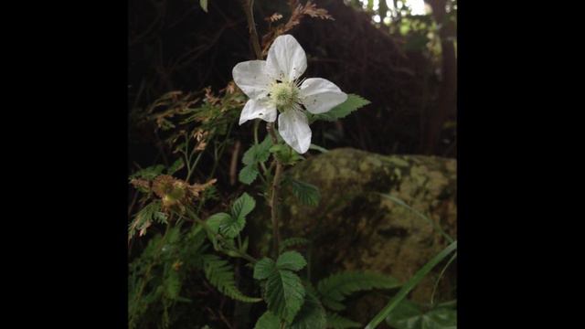 路傍の一輪　Spring in Yugawara смотреть онлайн
