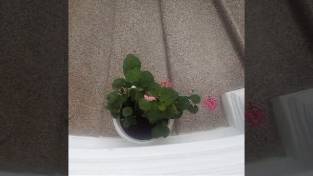 Шереметевский замок смотреть онлайн