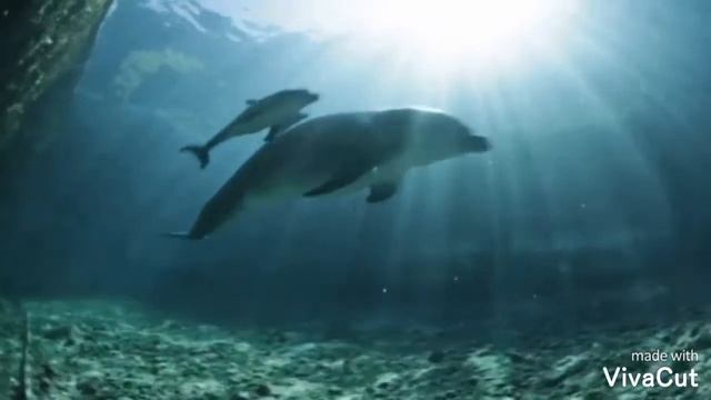 Дельфины и люди! смотреть онлайн