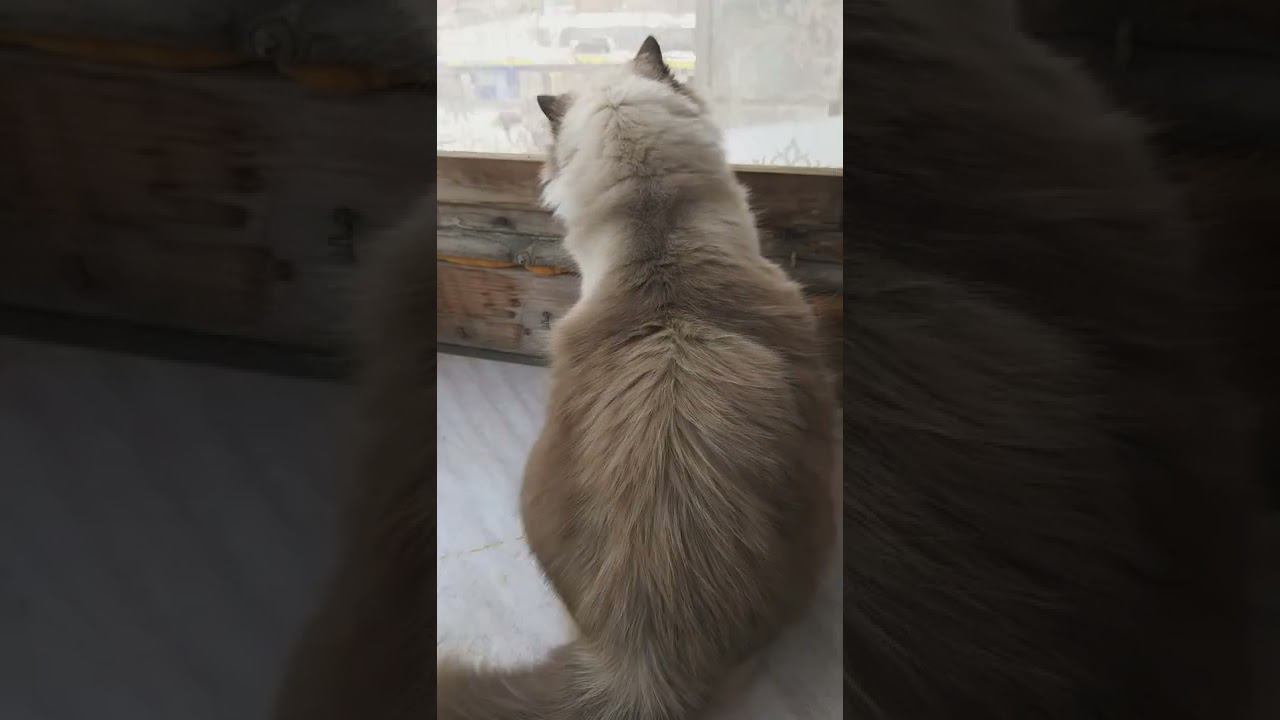 Лимоша на охоте