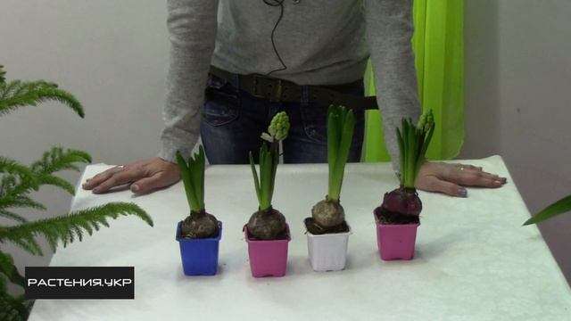 Гиацинт условия ухода до цветения / Hyacinth care conditions before flowering смотреть онлайн