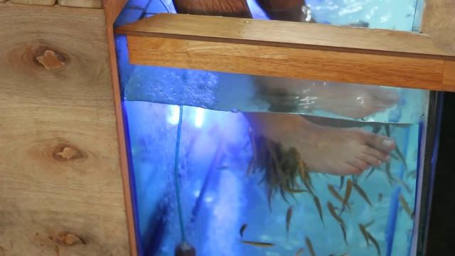 Чистка ног с помощью рыб в аквариуме смотреть онлайн