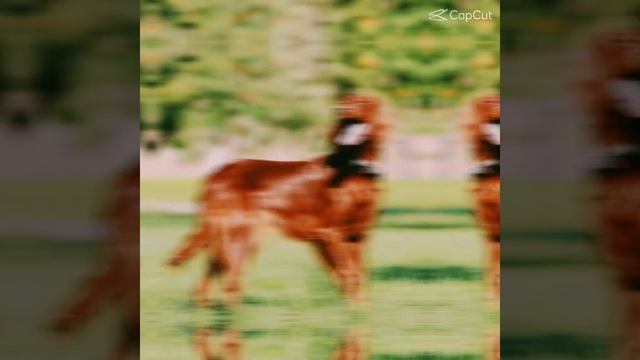 Ирландский Красный Сеттер ?✌? смотреть онлайн