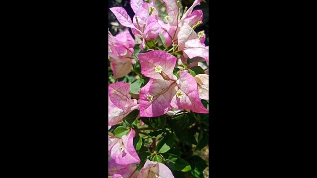 BUNGA BOUGENVILE IMPOR CANTIK!! ID WAJID ALISHA