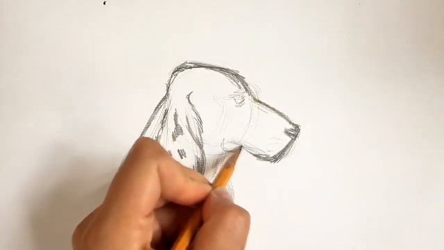 Учимся рисовать собаку | How to draw a dog | Как нарисовать собаку. смотреть онлайн