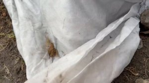 Сшила из мешков укрывной материал для роз и винограда.