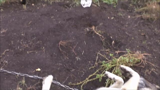 Обзор покупки саженцев // САЖЕНЦЫ ПОЧТОЙ