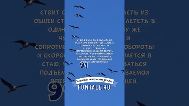 ПОЧЕМУ ГУСИ ЛЕТЯТ НА ЮГ КЛИНОМ? - КОРОТКИЕ ИНТЕРЕСНЫЕ ФАКТЫ #91 смотреть онлайн