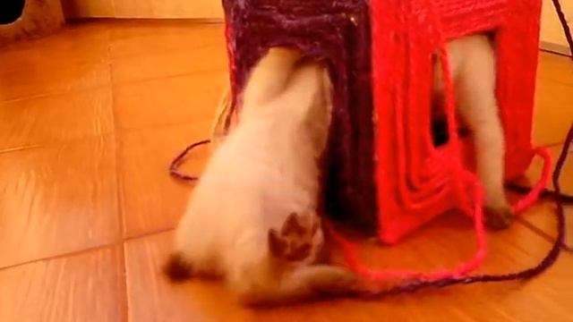 Котята Меконгского бобтейла. ЖИВОТ. Питомник"Golden Truffle" смотреть онлайн