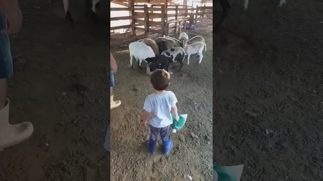 Cuidando das Ovelhas Уход за овцами смотреть онлайн