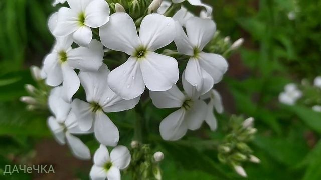 Гесперіс (Hesperis)||Нічна фіалка для красивого саду||Вечірниця смотреть онлайн