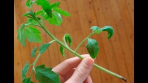 Черная ножка у томатов. Как спасти.