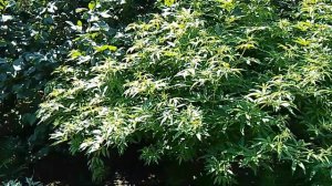 Витекс священный - перечное дерево