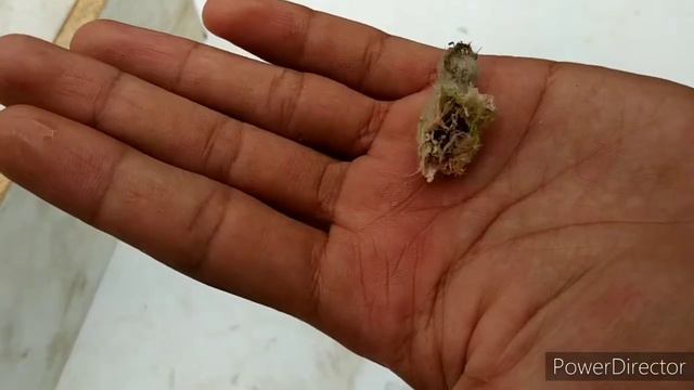 PANEN BIJI Astrophytum asterias смотреть онлайн