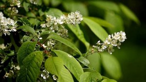 Укротить недержания мочи поможет вишня!