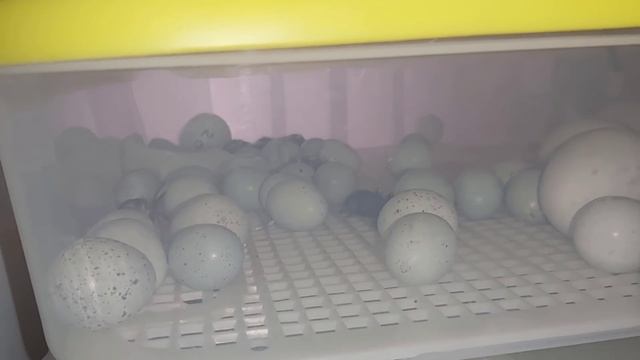 Преображение ДВОРА, инкубационное яйцо ЛЕГБАР/ ВЫЛУПЛЯЕТСЯ СЕЛАДОН/ ЦВЕТЫ, МЯТА смотреть онлайн