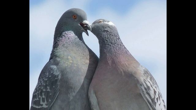 Пророк всегда утешит! Христианские стихи ХВЕ о Духе Святом, Церковь ХВЕ