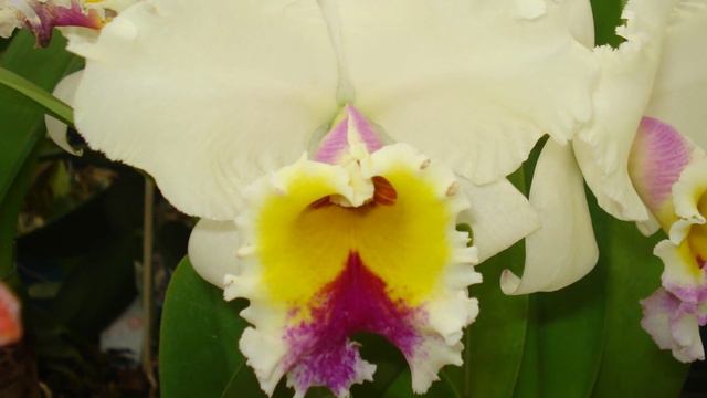 ORQUÍDEAS DO POMAR GALVÃO смотреть онлайн