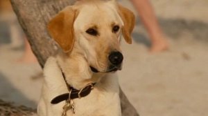 Марли и я(последние слова)