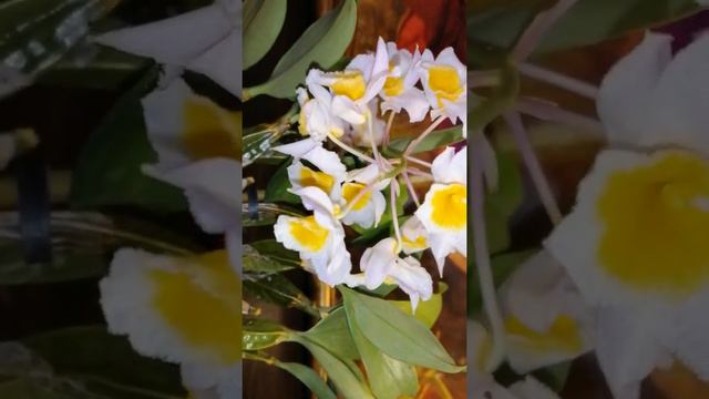 Den. Farmeri bloom. Дендробиум фармени цветение смотреть онлайн