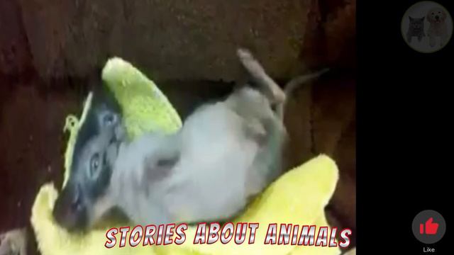 The cat gave birth to a peculiar bald kitten, and when he grew up, everyone was in shock смотреть онлайн