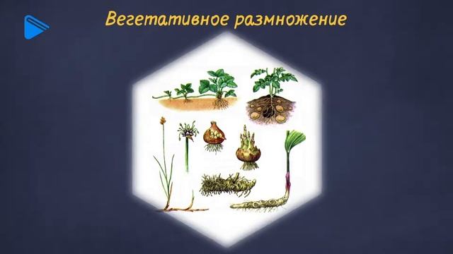 10 класс - Биология - Формы размножения организмов. Бесполое размножение. Половое размножение смотреть онлайн