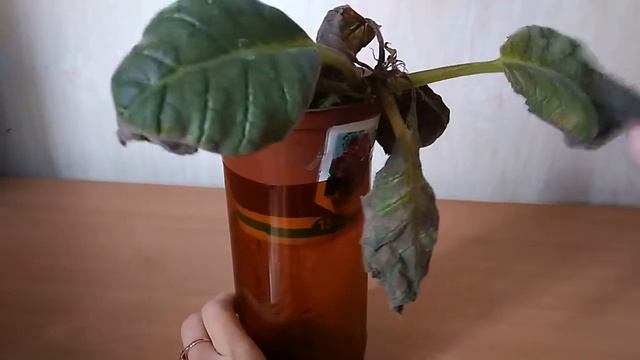 Глоксиния - переход к периоду покоя смотреть онлайн