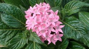 Пентас цветок — выращивание в домашних условиях