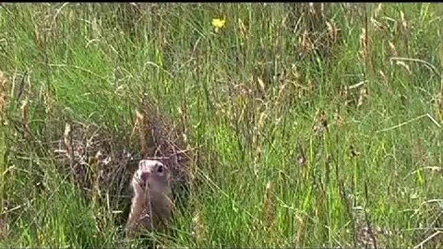 Долното течение на река Тунджа: Натура 2000 смотреть онлайн