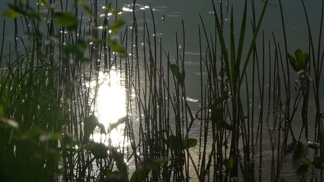 ЧТО БУДЕТ, ЕСЛИ ЗАКОРМИТЬ В ТОЧКУ 50КГ БОЙЛОВ?! Рыбалка на карпа с друзьями в Завидово. смотреть онлайн