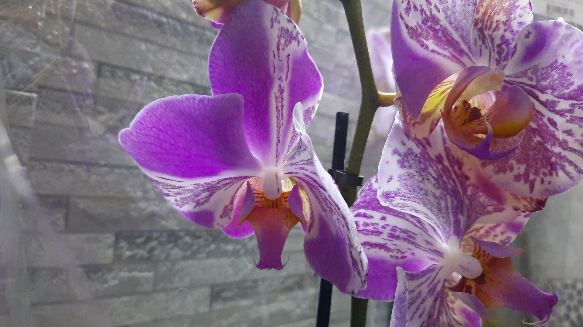 НОВЫЕ ОРХИДЕИ В ЛЕРУА// 14.04.24// смотреть онлайн