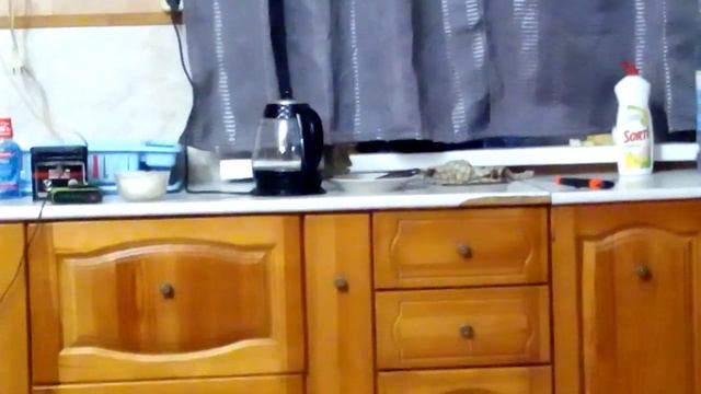 Крыса в доме! смотреть онлайн