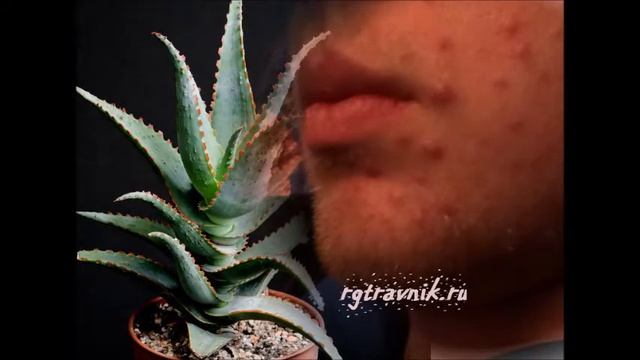 Цветок алоэ - применение для кожи смотреть онлайн